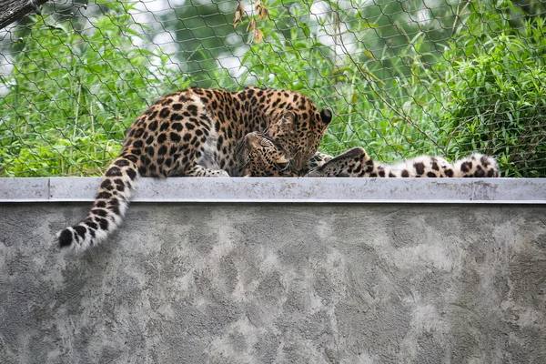 Amur leopardo animal — Foto de Stock