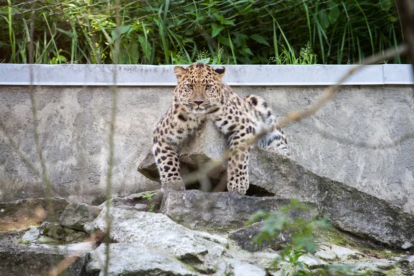 Amur leopard dyr - Stock-foto