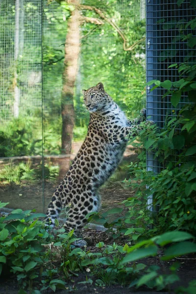 Amur leopardo animal — Foto de Stock