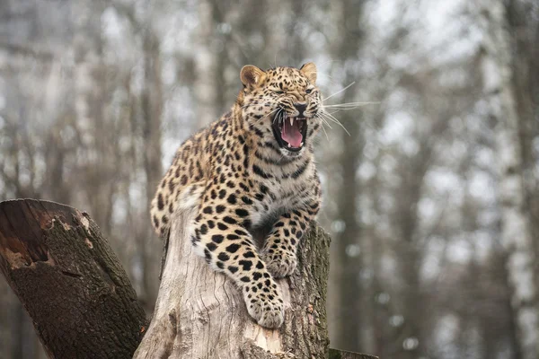 Amur leopardo animal — Foto de Stock