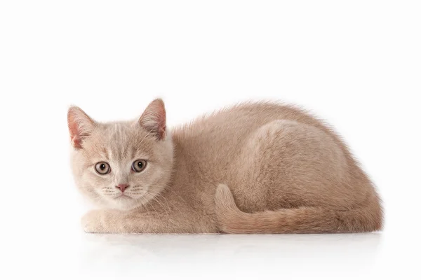 Small british kitten — Stock Photo, Image