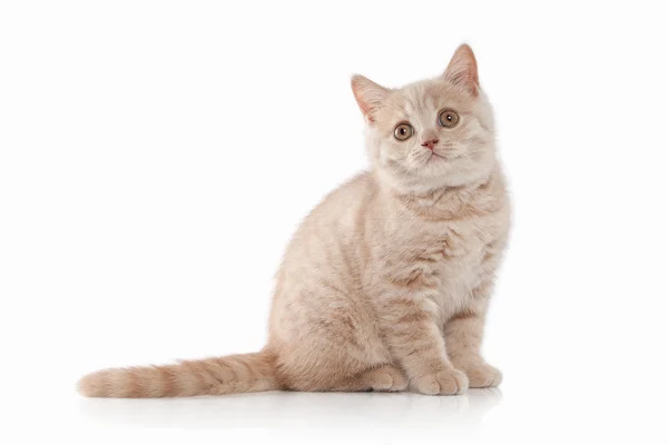 Mały Kot brytyjski — Zdjęcie stockowe