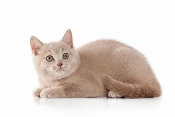 Маленький британский котенок — стоковое фото