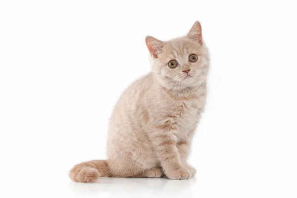 Små brittiska kattunge — Stockfoto