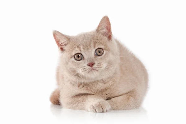Mały Kot brytyjski — Zdjęcie stockowe