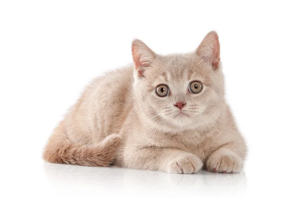 Small british kitten — Stock Photo, Image