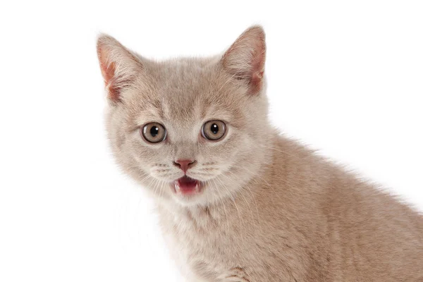 ลูกแมวอังกฤษตัวเล็ก — ภาพถ่ายสต็อก