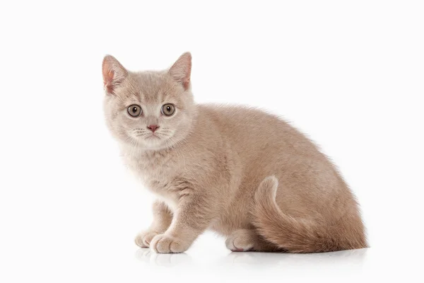 Small british kitten — Stock Photo, Image