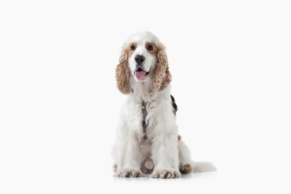 English cocker spaniel — Stock Photo, Image