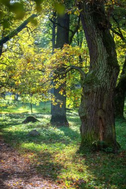 sonbahar Park'ta sincap