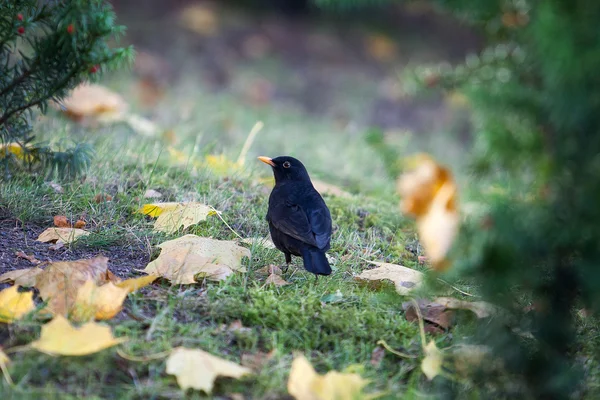 Oiseau sauvage. Quiscale assis sur l'herbe dans le parc d'automne — Photo