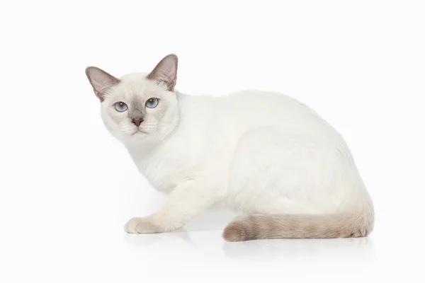 Cat. Thai cat on white background — Stock Photo, Image