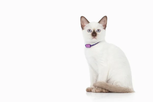Кошеня. Тайська кіт на білому тлі — стокове фото