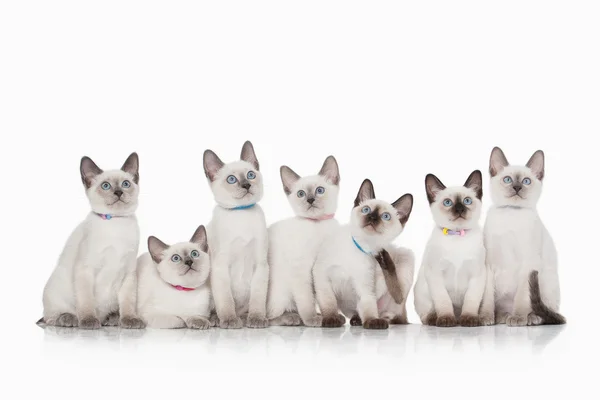 Kat. Kleine Thaise kittens op witte achtergrond — Stockfoto