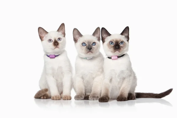 Kot. Małe kocięta tajskie na białym tle — Zdjęcie stockowe