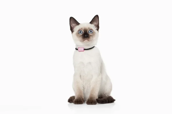 Kitten. Thai cat on white background — Stock Photo, Image