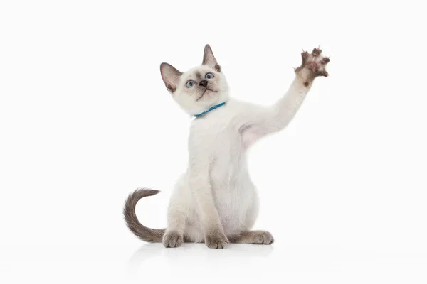 Gatinho. Gato tailandês no fundo branco — Fotografia de Stock