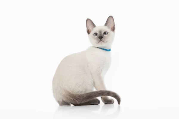 Gattino. Gatto tailandese su sfondo bianco — Foto Stock