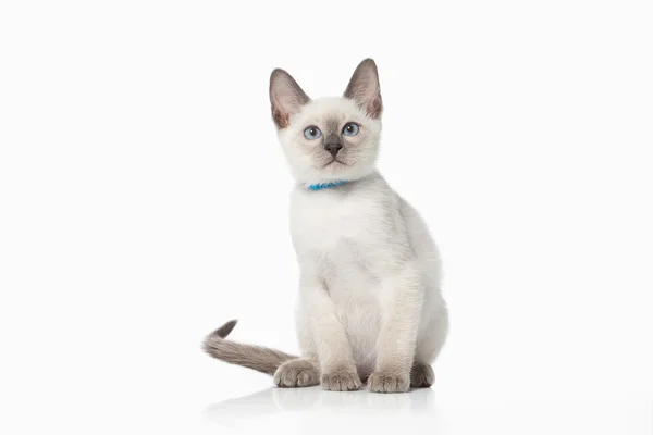 子猫。白い背景の上のタイの猫 — ストック写真