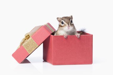 Yaban hayatı. Beyaz arka plan üzerinde izole sincap 