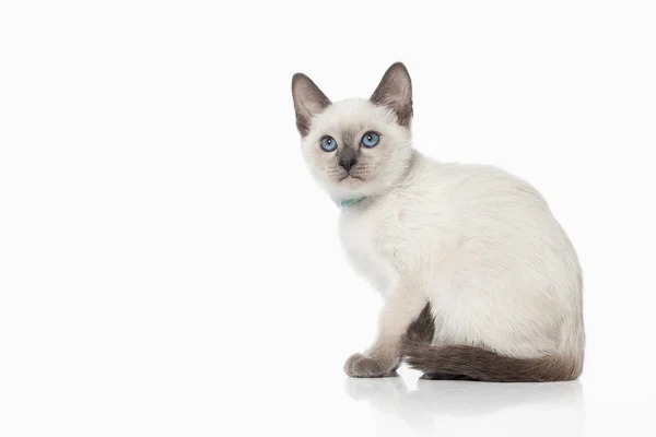 Kitten. Thai cat on white background — Stock Photo, Image