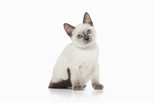 Gattino. Gatto tailandese su sfondo bianco — Foto Stock