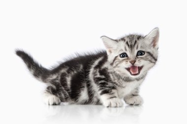 Kedi. Beyaz arka plan üzerinde küçük gümüş İngiliz yavru kedi
