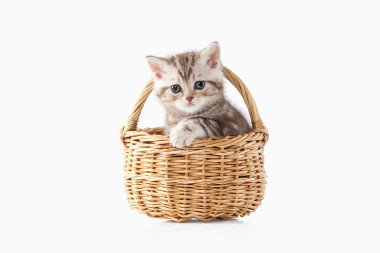 Kedi. Beyaz arka plan üzerinde küçük çikolata İngiliz yavru kedi