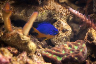 Balık. Chrysiptera hemicyanea. Bir akvaryum renkli balık