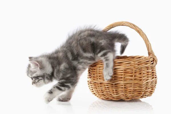 Gato. Pequeno gatinho britânico prata no fundo branco — Fotografia de Stock
