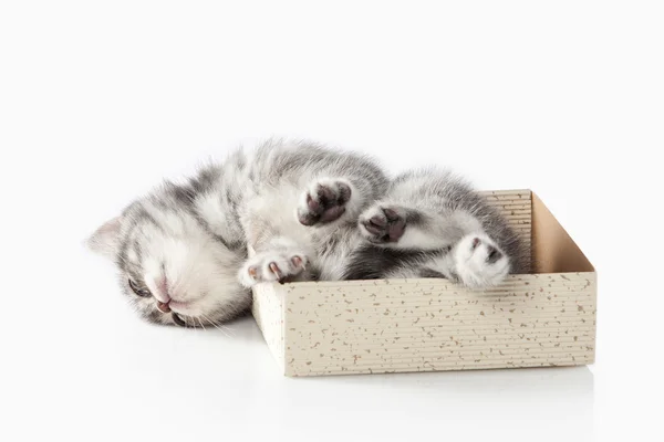 Gatto. Piccolo gattino britannico argento su sfondo bianco — Foto Stock