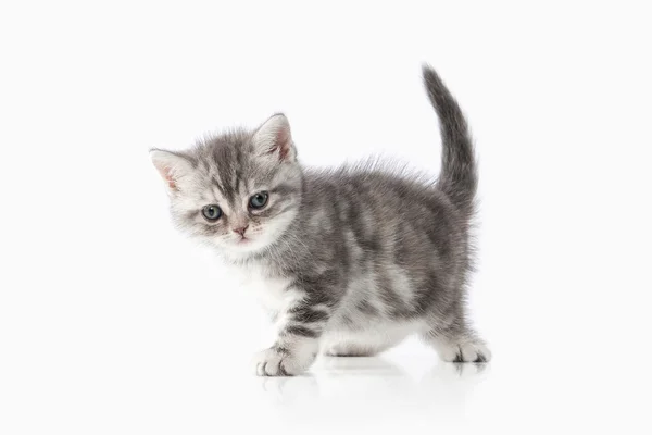 Katt. Liten silver brittiska kattunge på vit bakgrund — Stockfoto