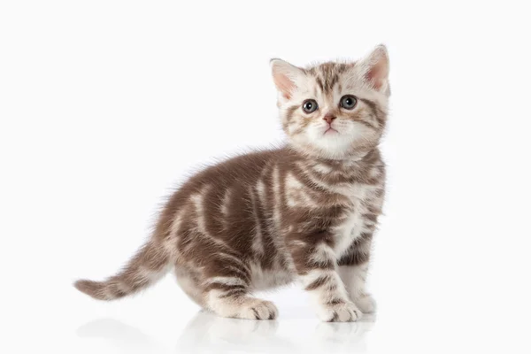 Kedi. Beyaz arka plan üzerinde küçük çikolata İngiliz yavru kedi