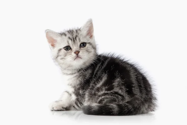 Katt. Liten silver brittiska kattunge på vit bakgrund — Stockfoto