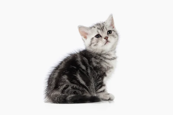 Kat. Kleine zilveren Britse kitten op witte achtergrond — Stockfoto