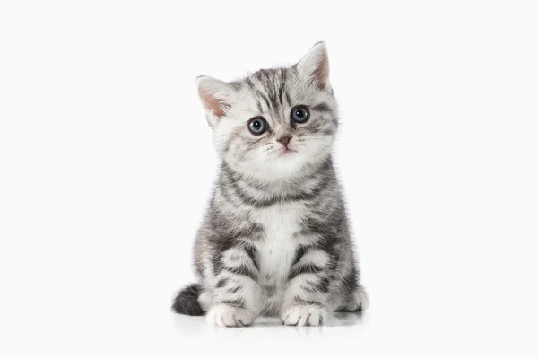Kedi. Beyaz arka plan üzerinde küçük gümüş İngiliz yavru kedi