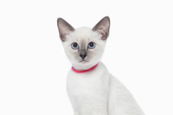 Gatito. Gato tailandés sobre fondo blanco — Foto de Stock