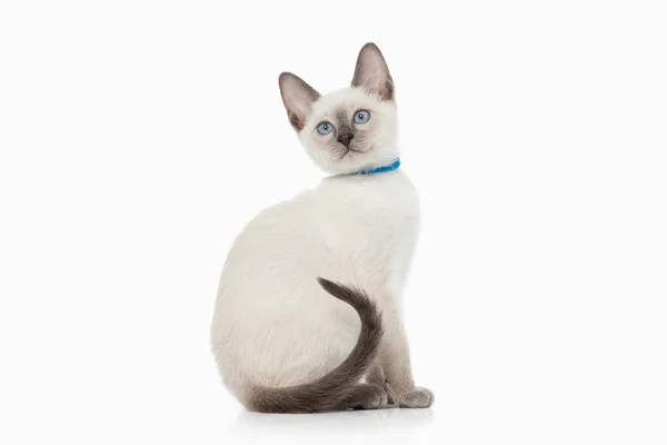 Kitten. Thai cat on white background — Stock Photo, Image