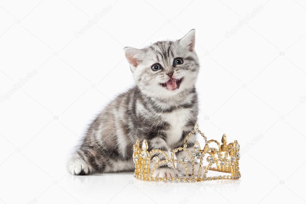 Cat Small Silver British Kitten On White Background Stock Photo