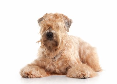 Dog. Irish soft coated wheaten terrier clipart