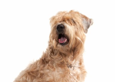 Köpek. İrlandalı yumuşak kaplamalı buğday korkunç