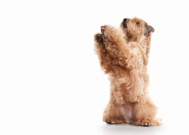 Köpek. İrlandalı yumuşak kaplamalı buğday korkunç