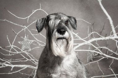 Köpek. Minyatür schnauzer Noel arka plan üzerinde