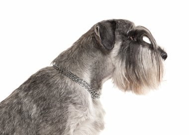 Köpek. Beyaz zemin üzerine minyatür schnauzer