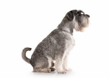 Köpek. Beyaz zemin üzerine minyatür schnauzer