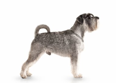 Köpek. Beyaz zemin üzerine minyatür schnauzer