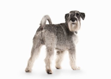 Köpek. Beyaz zemin üzerine minyatür schnauzer