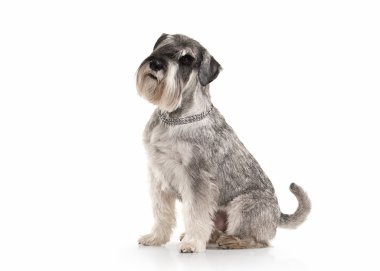 Köpek. Beyaz zemin üzerine minyatür schnauzer