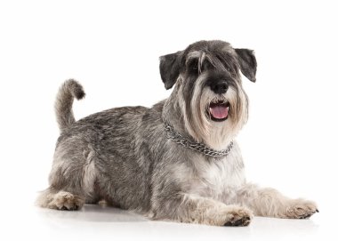 Köpek. Beyaz zemin üzerine minyatür schnauzer