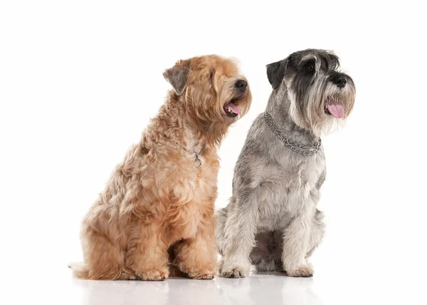 Perro. Miniatura schnauzer y irlandés suave recubierto wheaten terrier — Foto de Stock